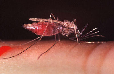Mosquito001.jpg