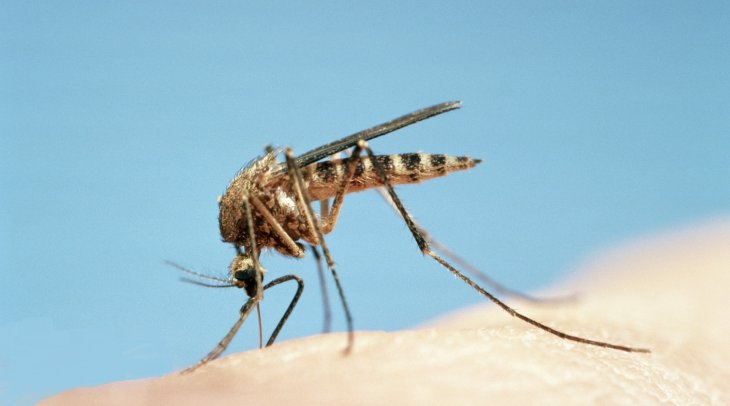 Mosquito004.jpg